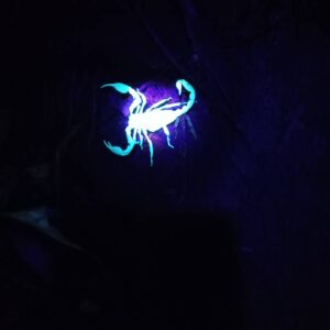 Khao Sok Night Safari