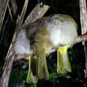 Khao Sok Half Day Trekking